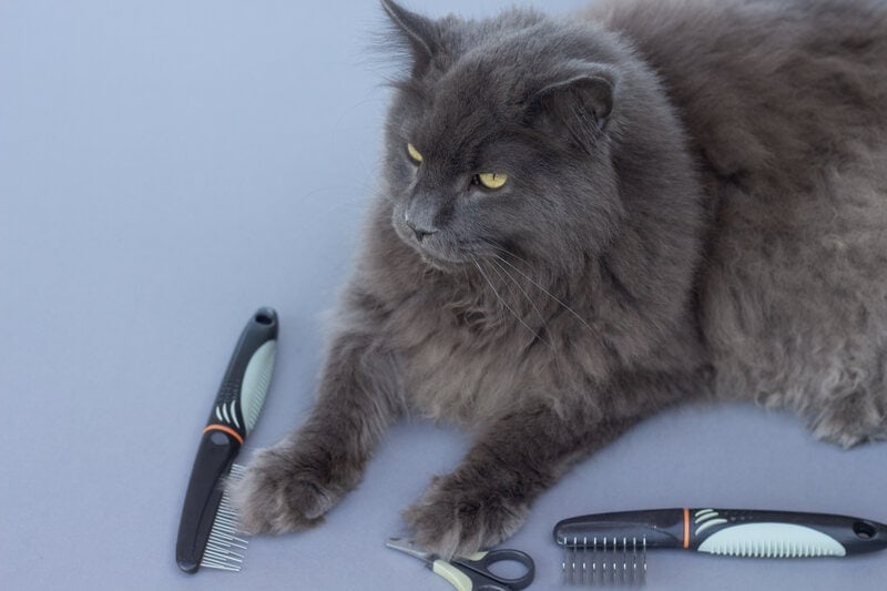 Maine Coon cat ready for grooming, grooming tools