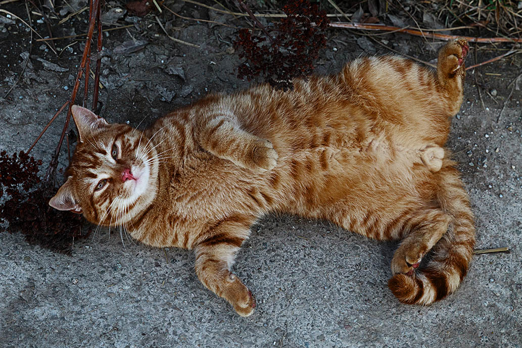 male cat lying down