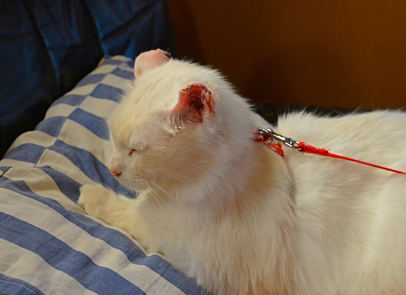 male cat recovering from ear cancer surgery