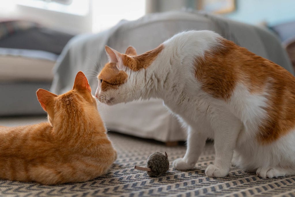 male cat smelling female cat