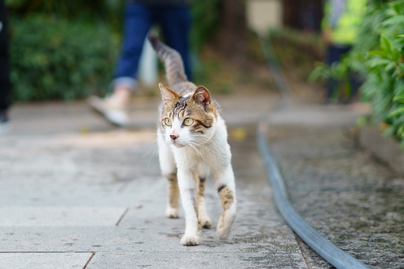 male cat walking down the sidewalk