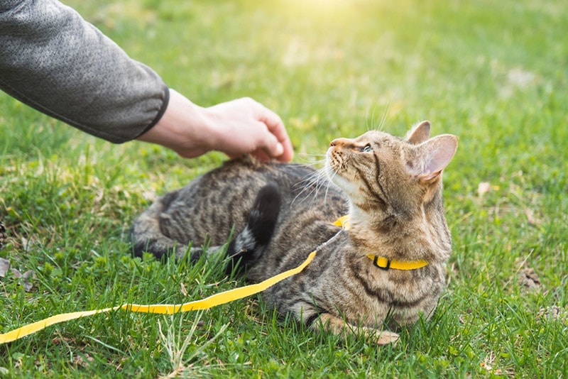 male hand trying to touch the tabby cat