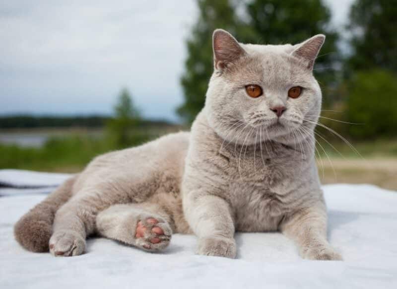 male-lilac-british-shorthair-cat-outdoor