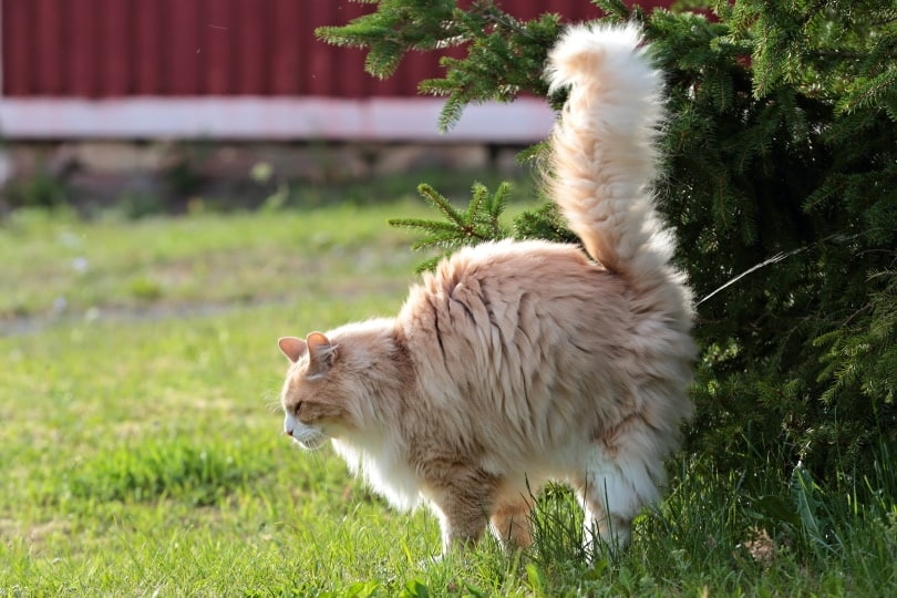 male norwegian forest cat peeing outdoor