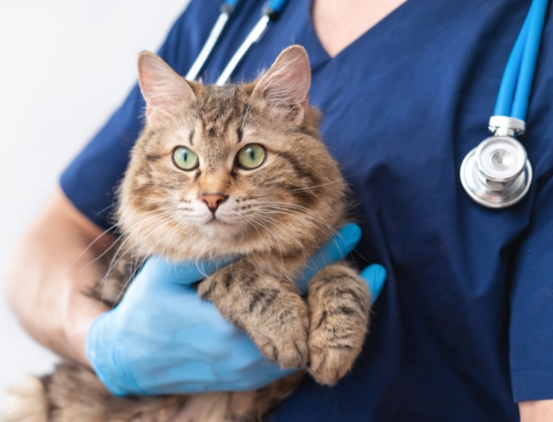 male veterinarian doctor with stethoscope holding cute fluffy cat