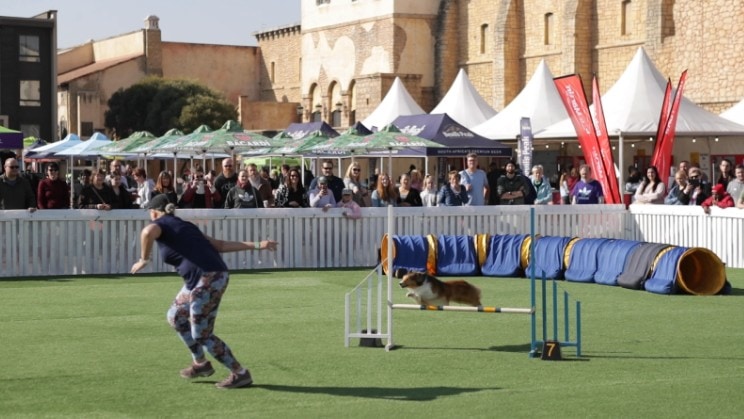 man and dog in competition