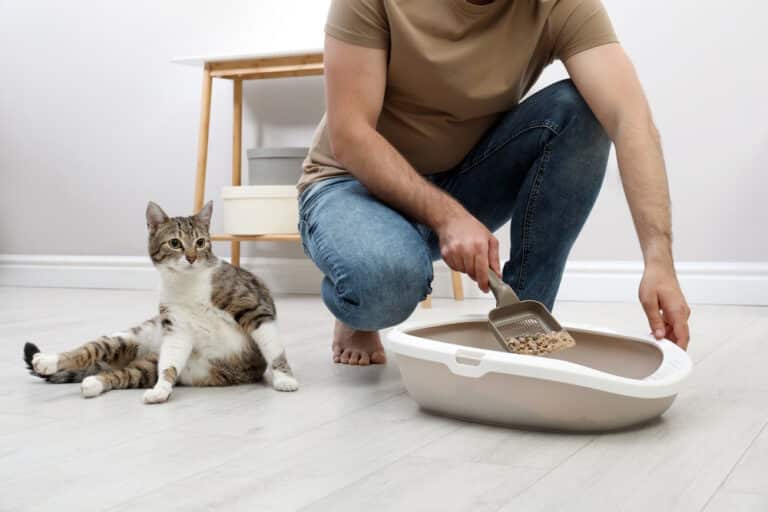How Often to Clean a Litter Box Signs to Watch For Catster