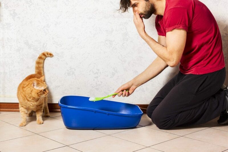 man cleaning smelly litter box