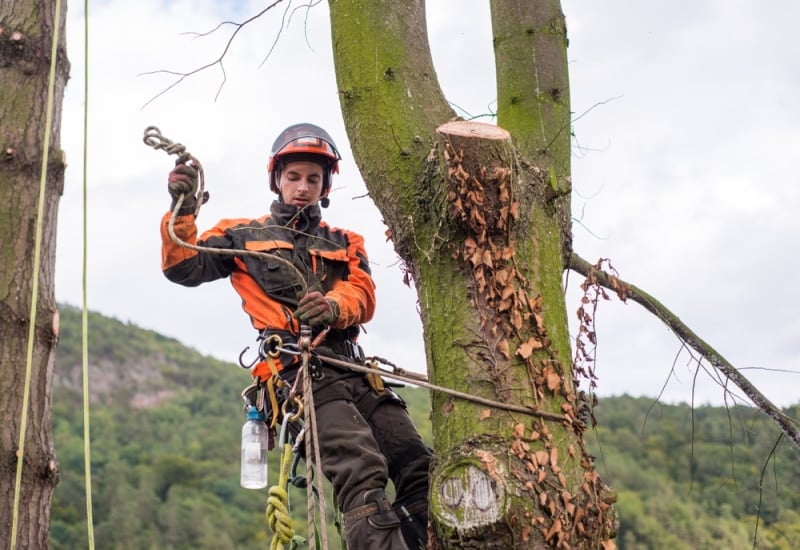 man climbing tree