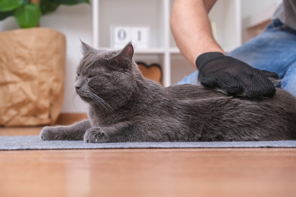 man grooming his cat