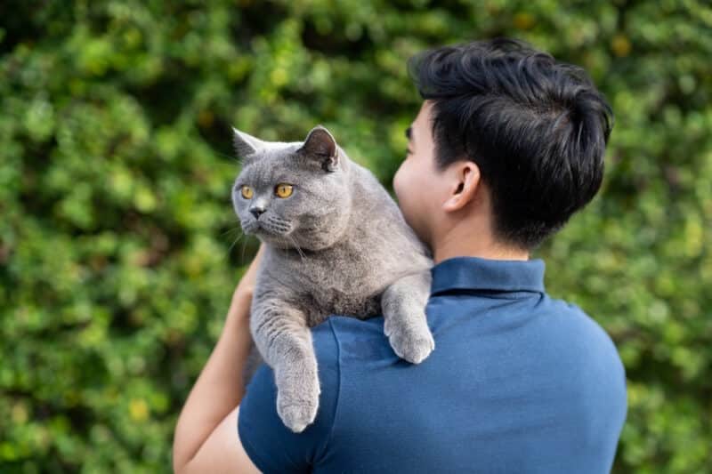 man holding british shorthair cat