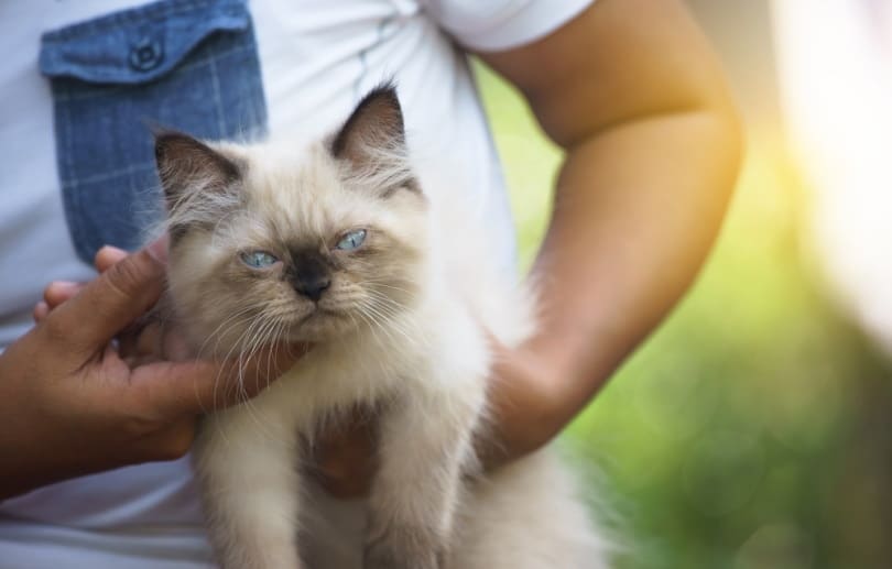 man holding himalayan cat