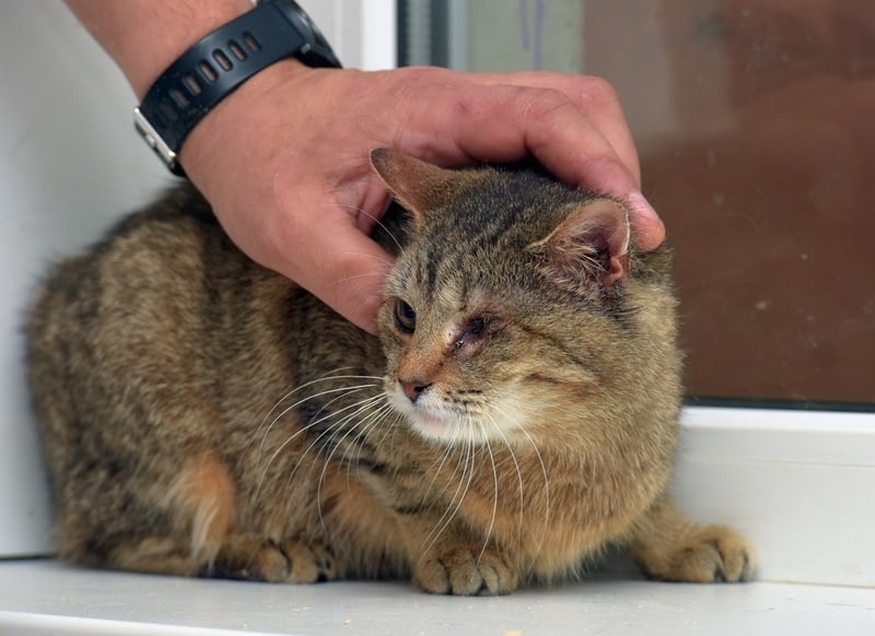 man holding one eyed cat