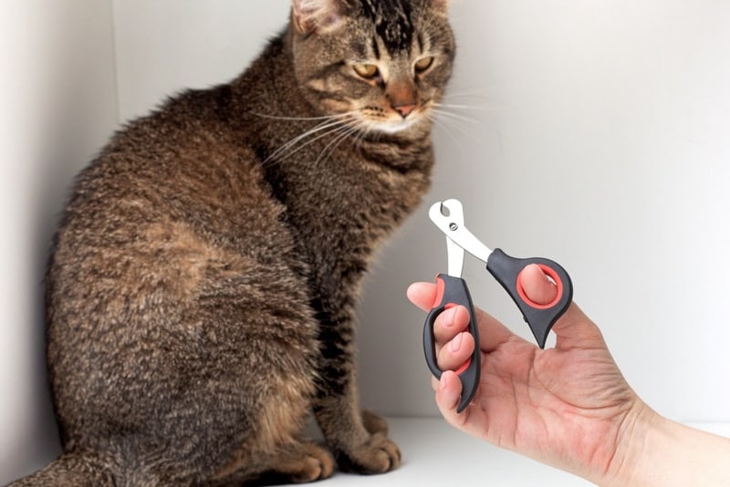 man holding cat nail trimmer