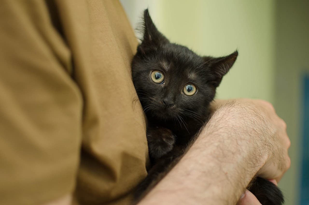 man hugging a cat