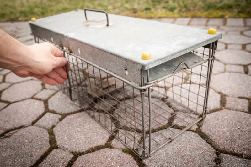 man setting a cat trap