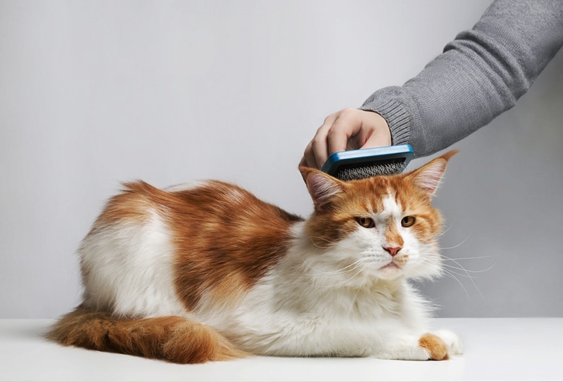 mans hand combing maine coon cat with hair brush