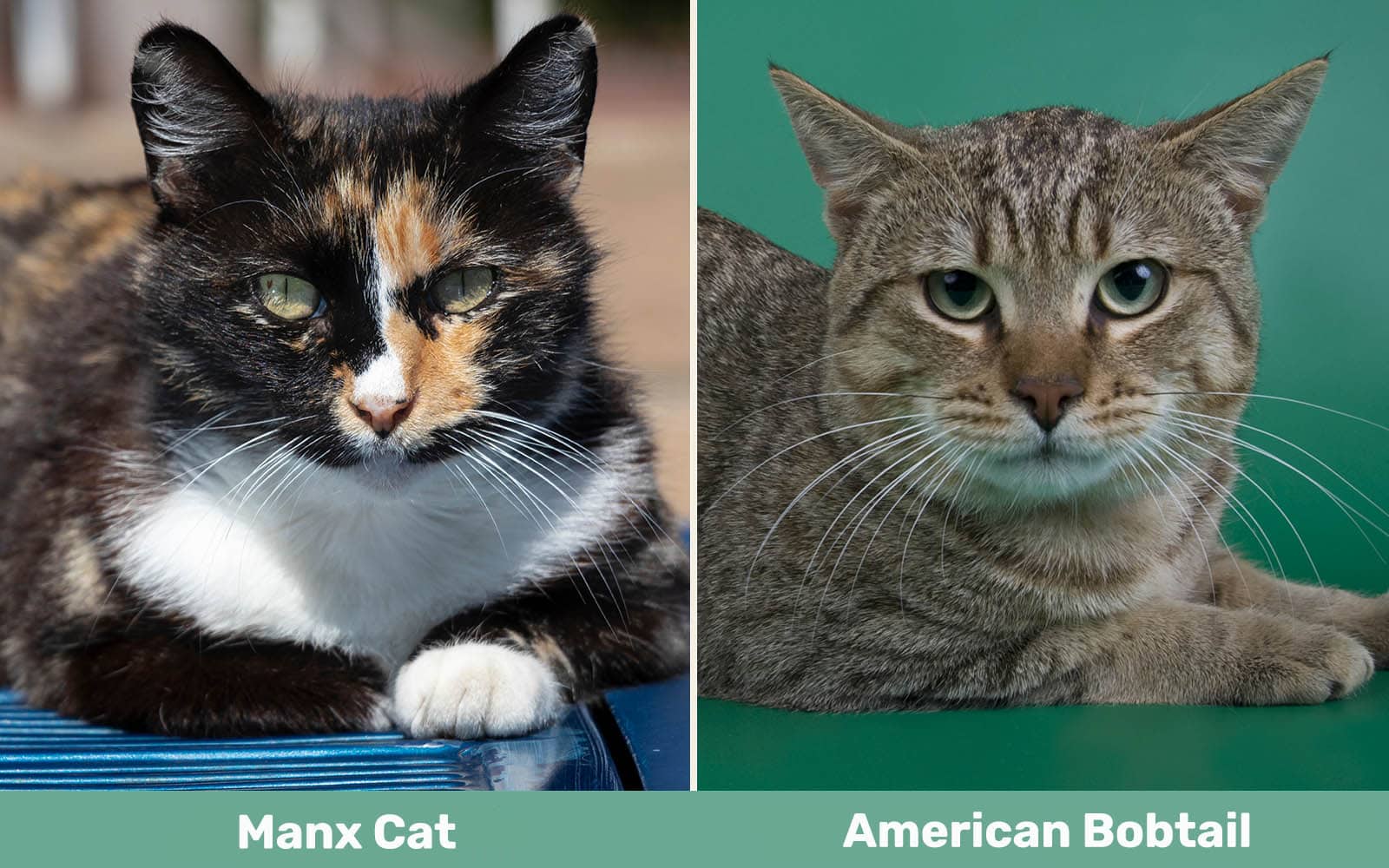 manx vs american bobtail_side by side