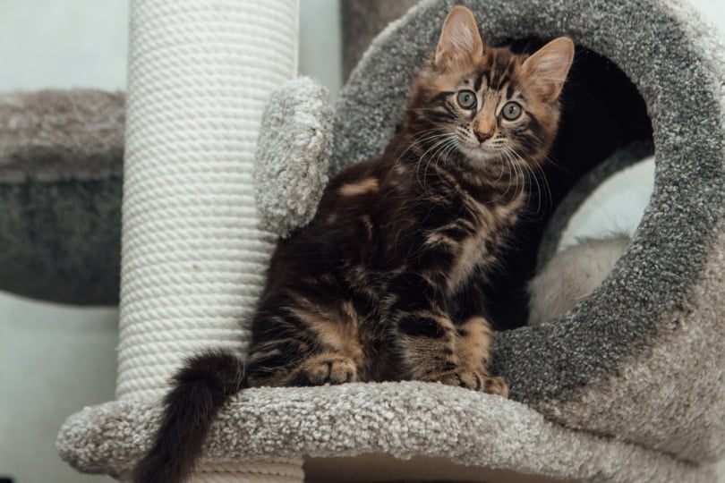 marble bengal cat sitting