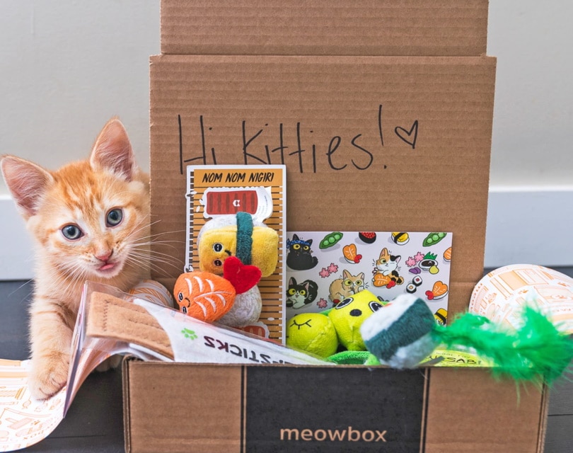 meowbox III_Amazon