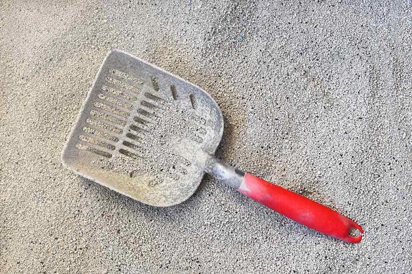 metal scoop on cat litter