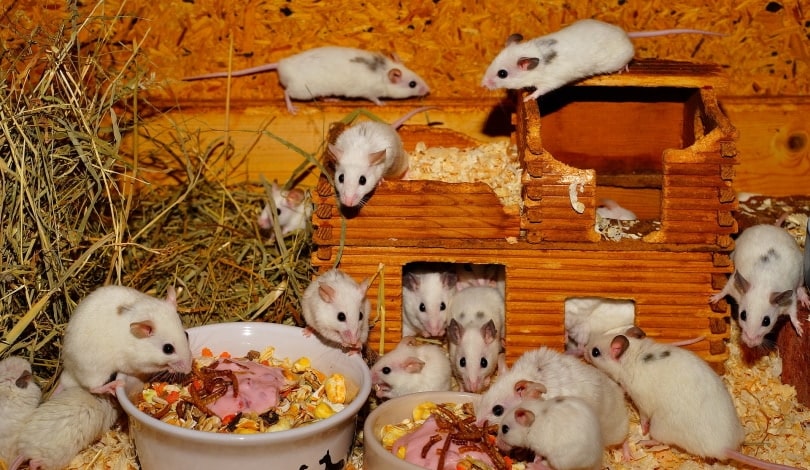 mice habitat