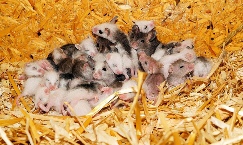 mice litters