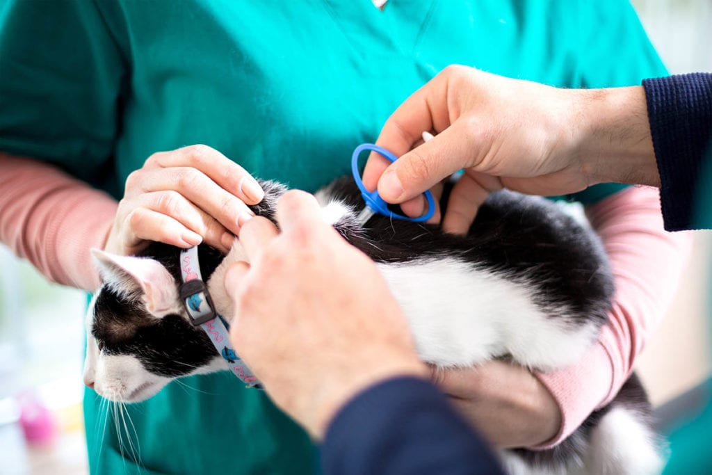 via rail travel with pets