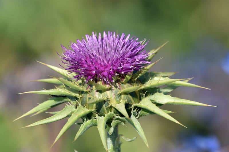 milk thistle