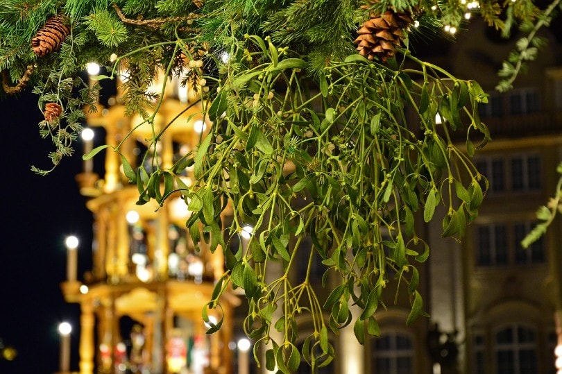mistletoe decoration during Christmas season