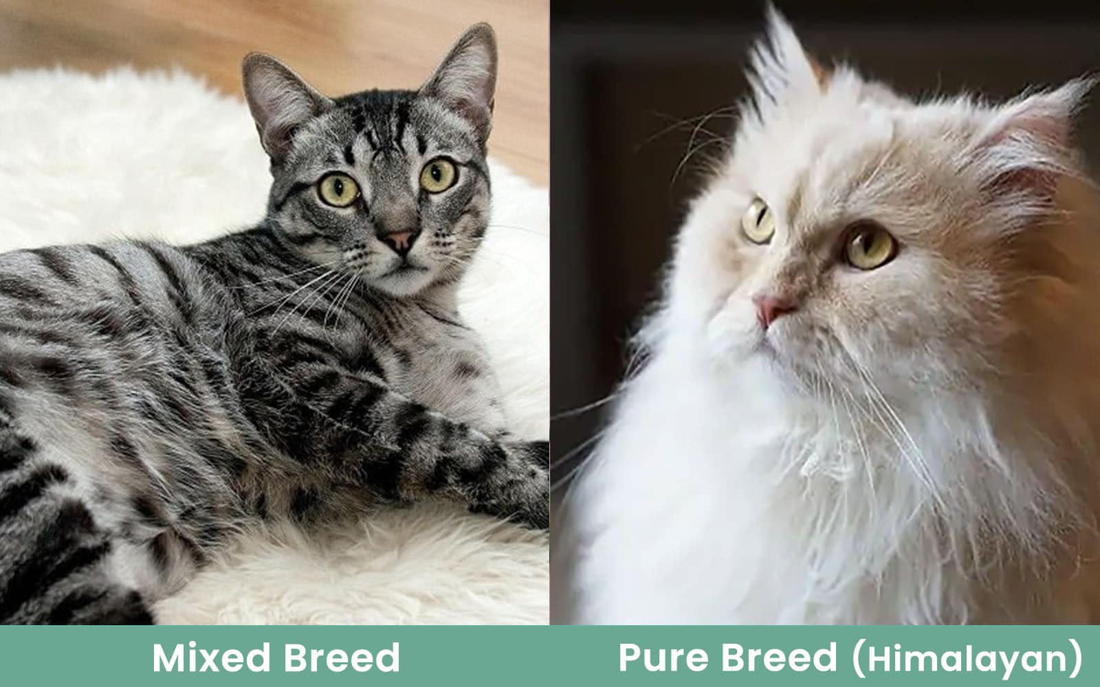 Is Your Cat a Pure Breed?  