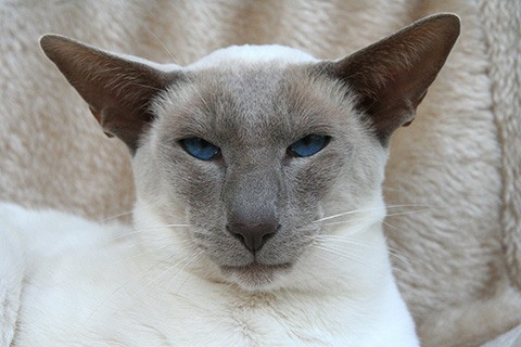 modern wedge siamese