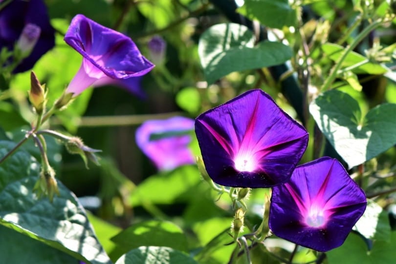 morning glory flowers