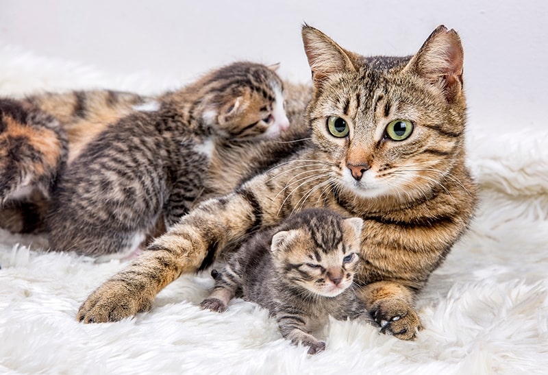 mother cat and its kittens