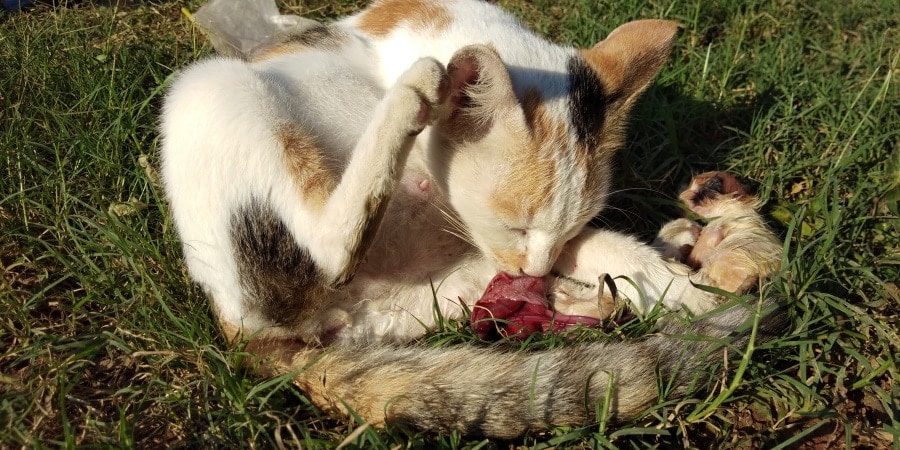 mother cat giving birth to a child