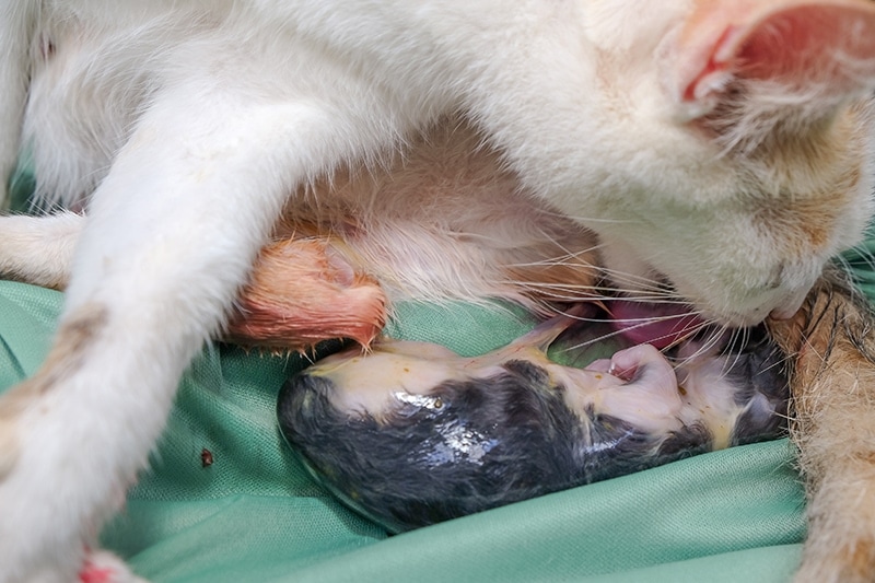 mother cat licking its newborn