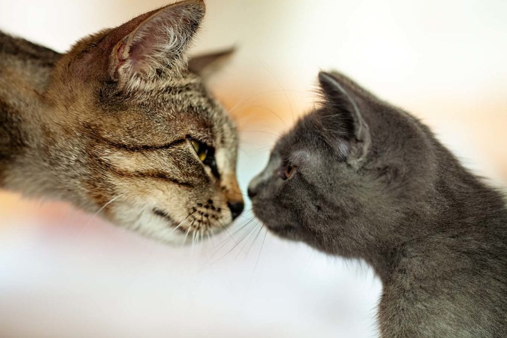 mother cat nose to nose with kitten