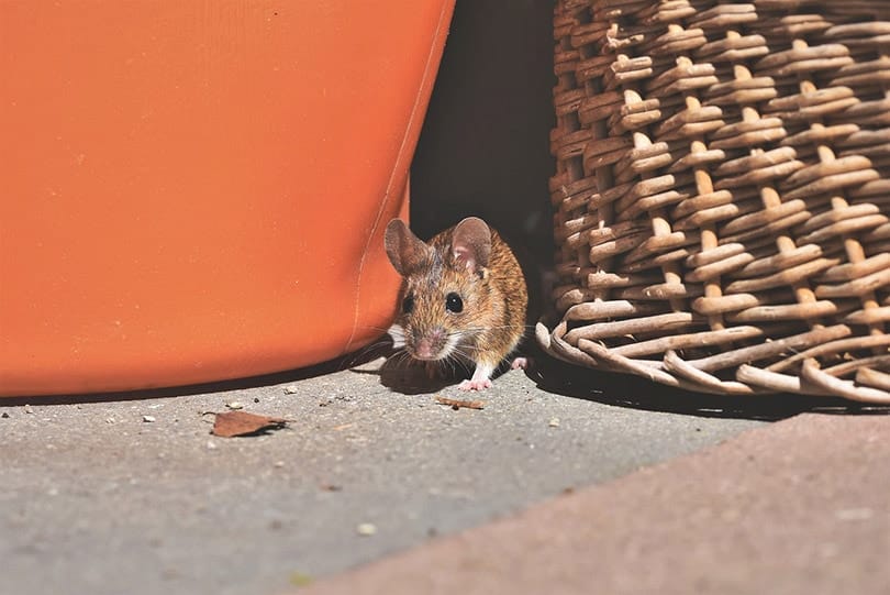 mouse coming out from its hiding place