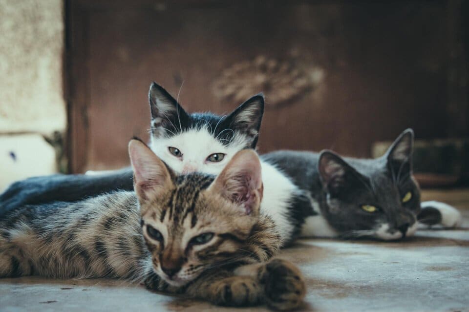 multiple cats