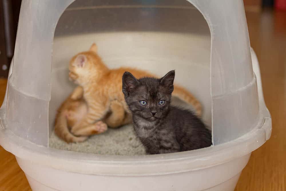 multiple kittens in a hooded litter