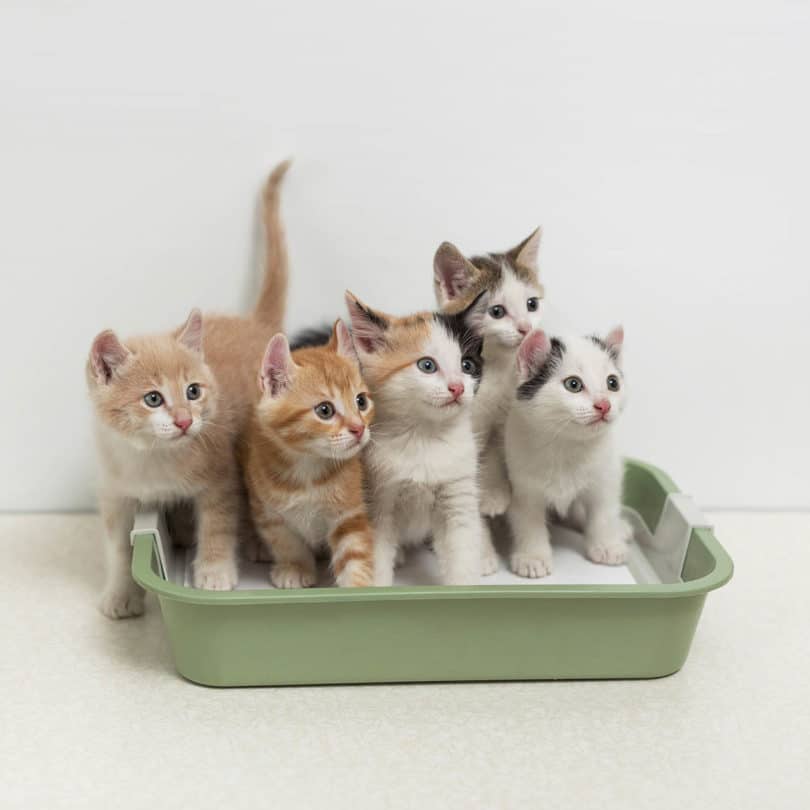 multiple kittens in a litter box