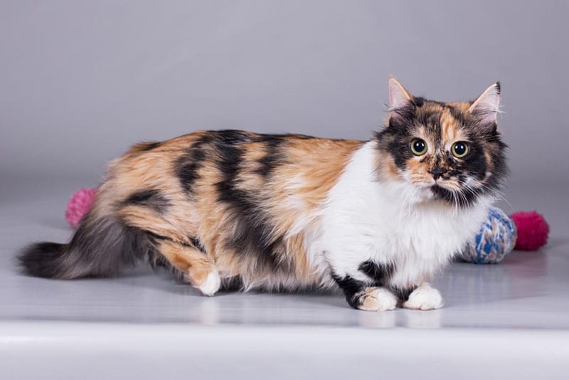 munchkin cat playing with toys