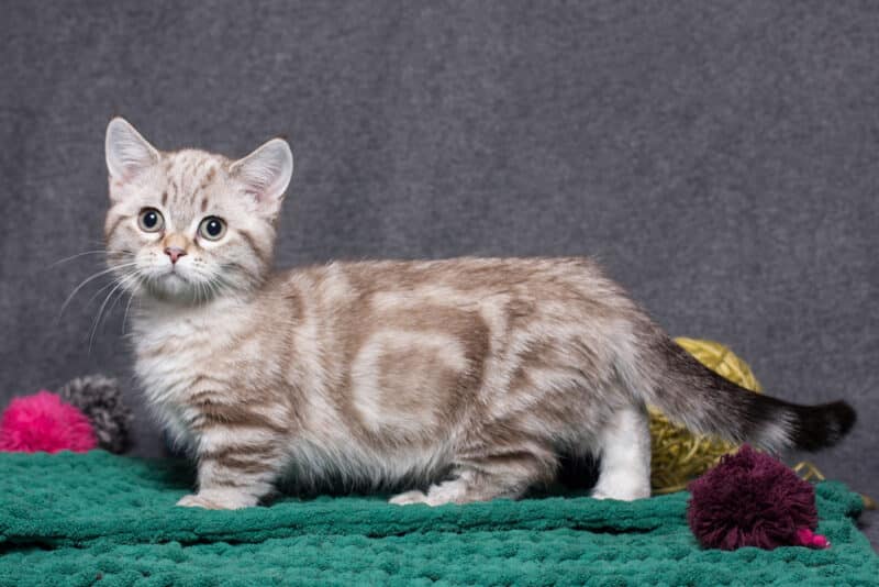 munchkin cat playing