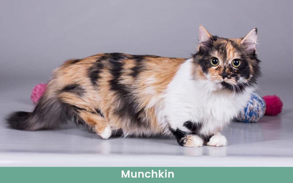 munchkin cat tabby colored long hair