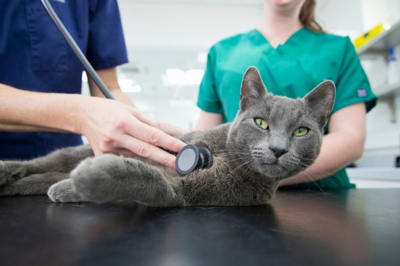 nebelung cat in vet clinic