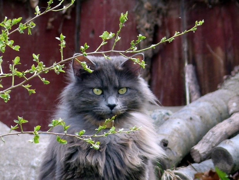 nebelung cat outdoors