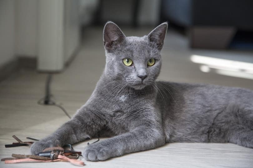 nebelung cat playing on the floor