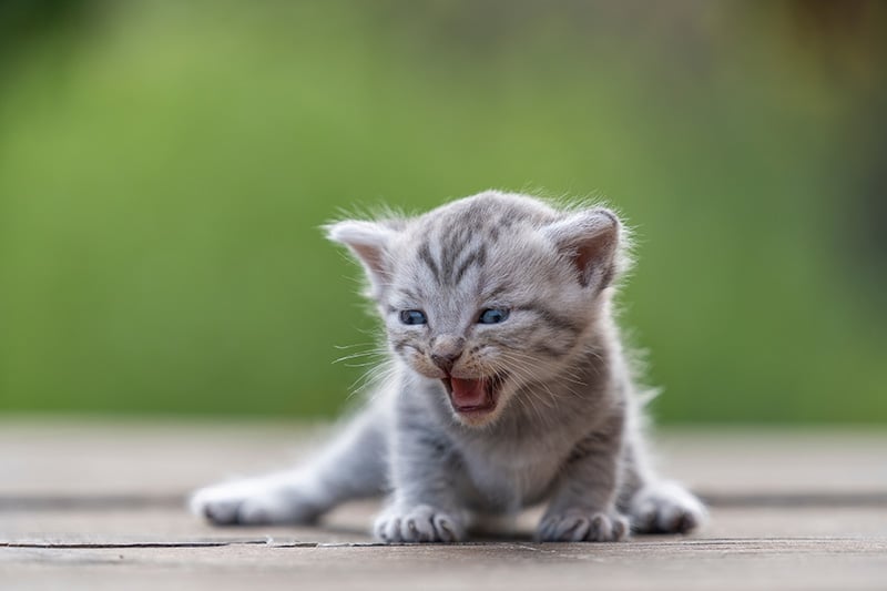 newborn grey kitten suffering from swimmer syndrome