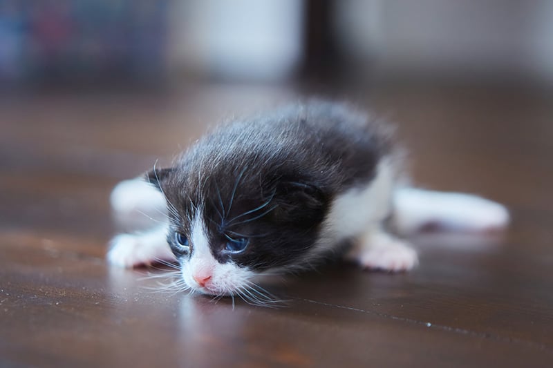 newborn kitten with swimmer syndrome