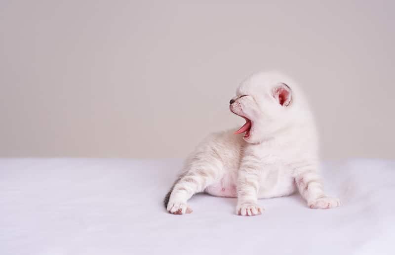 newborn scottish fold kitten with swimmer syndrome